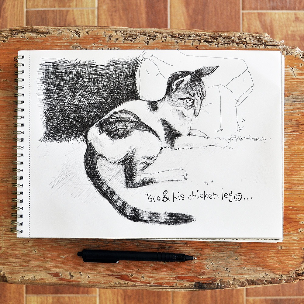Pen drawing of Bro the Cat