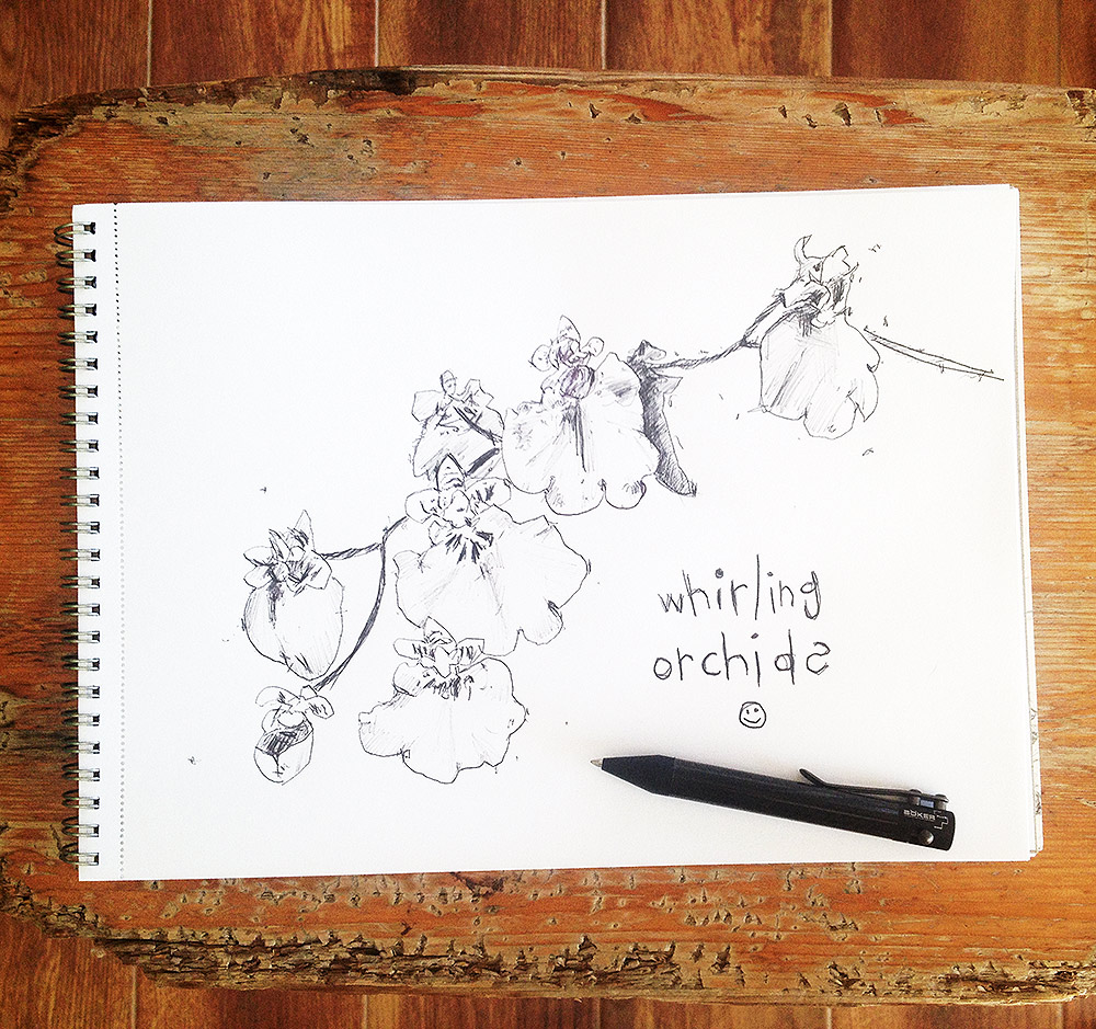 Pen drawing of orchids